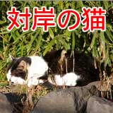 今日の猫写 と、そんな訳で、＊ｉｓｔＤＳでの初めての猫写と…ヽ(^.^;)丿 　昨日話した通りで、川とゆーか用水路とゆーか、その対岸の草むらにいたのでして…今までだとどう寄っても小さくなるし、近づけば逃げるし…ってのがあったのですが、冷静に６～７ｍ位のところから撮ることが出来ました♪って、それが本来の目的では無いのだがー！ヽ(^.^;)丿 　この後、道路の反対側を歩く猫がいまして、それも寄れたんですが…シャッタ押す寸前に壁と壁の隙間に消えて行ってしまわれましたヽ(^.^;)丿くそー、気配はやはり悟られるのか！？