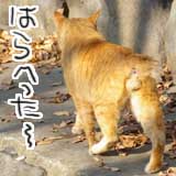 今日の猫写 猫の影も、木の影も伸びていますが…実はまだ昼の１３時過ぎ位に撮った写真だったり…(^_^;)