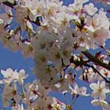 昼桜