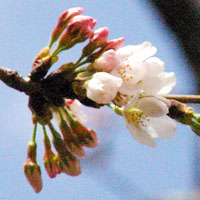 なんて思いながら、その木をよーく見てみたら、ここだけちゃっかり咲いてたヽ(^.^;)丿