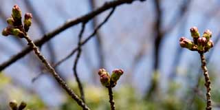 なかにはこんな風になってるのとか…つか、こーなってる芽がかなり増えております、既に咲いちゃった…なんてのはまだ無かったのですが、早ければ明後日とか明々後日には咲いてるのがあるかもしれない(^_^;)