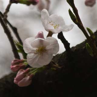 リサイズして圧縮変えたら消えてしまったヽ(^.^;)丿花びらに雨の水滴が付いてるんだよ〜ヽ(^.^;)丿