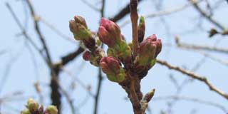 観察対象から離れた桜の木を何気に見たらこんな風に花びらが出かかってるのがヽ(^.^;)丿尤も、この花びらはその木の1カ所だけ…極端に成長早いヽ(^.^;)丿