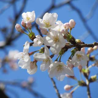 観察対象と同じ木の別の枝、ちょっと残ってるけど、明日全部咲きますなヽ(^.^;)丿