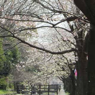 近所の公園はこんな感じである(^_^;)