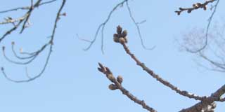 【武蔵小杉の桜(定点観測2016)】観察対象の桜…天気は悪くなかったけど、丁度建物の陰に…(^_^;)うぅ、対象選択を誤ったか?ヽ(^.^;)丿ロングで見ると大きな変化は捉え難いかも…が、先週よりも左側の枝の方で頭が薄緑になってる芽を確認と…(^_^;)