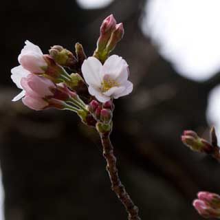 【武蔵小杉の桜(定点観測2016)】別の木の咲きそうだと言ってたやつですが、しっかり開花＼(^o^)／昨日は見て無かったですが、多分今日開いたんぢゃなイカ?と思う(^_^;)後ろにも予備軍おるし、この木が一番先に満開になるのかな?(^_^;) 2日前の3月19日の状況はこちらw