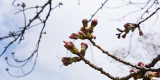 【武蔵小杉の桜(定点観測2016)】観察対象の桜…ほんのちょっとだけ昨日と変わっている(^_^;)が、この木で開花した蕾はまだ無い…隣の木は何輪か咲いていましたヽ(^.^;)丿