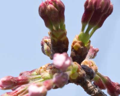 【武蔵小杉の桜(定点観測2016)】ついに枠からはみ出しました(^_^;)