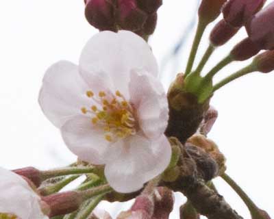 【武蔵小杉の桜(定点観測2016)】他の蕾が昨日のこの開花してる奴と同じような感じですので、明日明後日で咲くコトでしょう…やっぱ今週末がこの辺りは見頃…が、今日のお昼の時点で既に親子連れなどがヽ(^.^;)丿