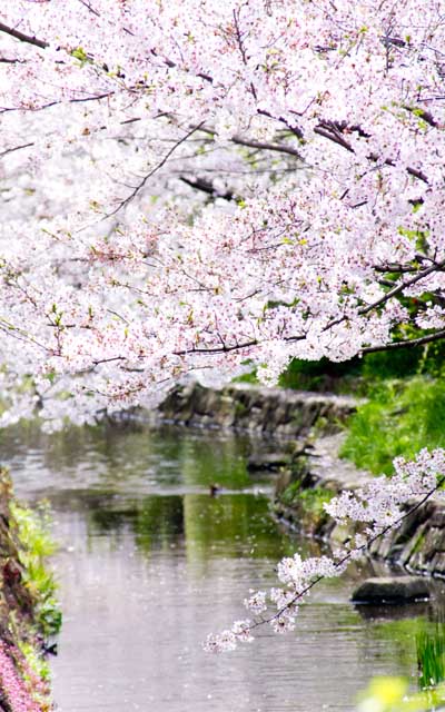 もうちょっと晴れてたり、流れているお水がキレイだったりするといいんだけどなーヽ(^.^;)丿花びらももっといっぱい流れてれば…とか(^_^;)