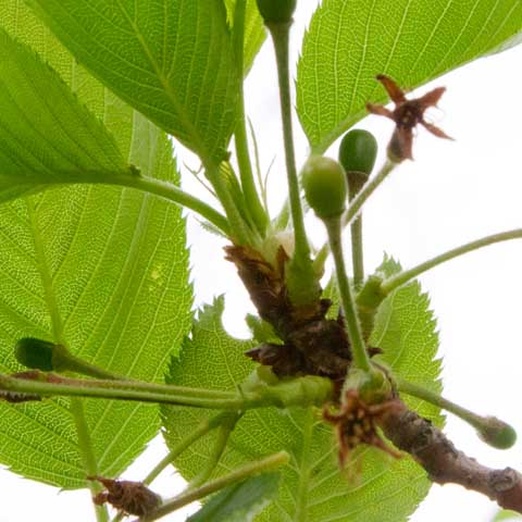 【武蔵小杉の桜(定点観測2016)】観察対象、昨日の写真はアングルがちょっとズレてたのと、枝の前後が風で入れ替わってたようで、差分が判り難くなってました(^_^;)枝を元の位置に戻したら、丸くなってる先が顔を出しまして…(^_^;)