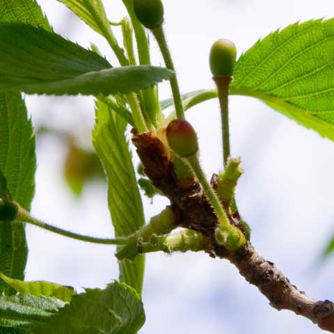 【武蔵小杉の桜(定点観測2016)】観察対象、お花の軸は昨日の風で全部落ちてしまったようです(^_^;)が…実の先が赤くなってきておるヽ(^.^;)丿