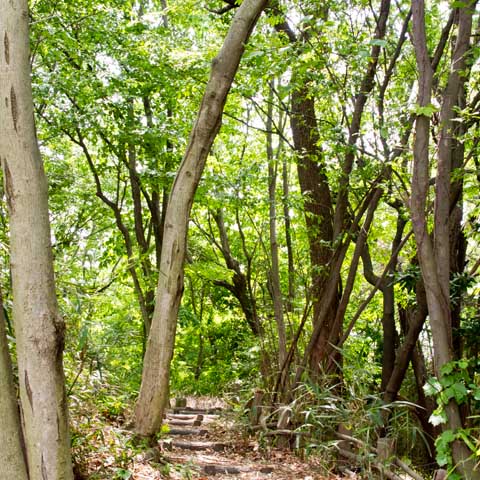 これだけ見たら、どこの山道のハイキングコースよっ!?って感じですが…(^_^;)近くの緑地でありますよヽ(^.^;)丿