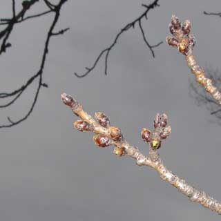 【武蔵小杉の桜(定点観測2017)】夕方になってしまったのと天気が悪かったのとで、フラッシュ使用…(^_^;)反射してよく判らんヽ(^.^;)丿一応膨らみつつはあるのかな〜…って感じではある(^_^;)