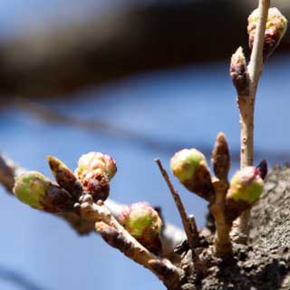 【武蔵小杉の桜(定点観測2017)】観察対象から離れた別の桜、先日のともまた別の木ですが、こっちは先がほんのりピンクっぽく…ヽ(^.^;)丿