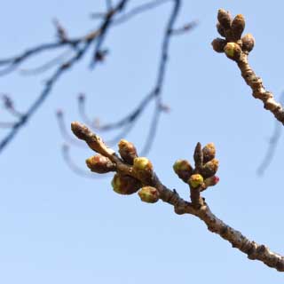 【武蔵小杉の桜(定点観測2017)】2017年3月20日、いつもの対象、流石にこの時期になって、加速してきたような感が(^_^;)とは言え、周囲と比較したら、遅い方ですなヽ(^.^;)丿