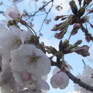 【武蔵小杉の桜(定点観測2017)】2017年4月7日、だいぶ重くなってきたみたいで、先っぽの垂れ下がり具合が…ヽ(^.^;)丿今日も風は強く、でもお花見してる人もちらほら…屋台も週末を見据えてか準備をしていたみたいだ＼(^o^)／ビール呑めるか?w