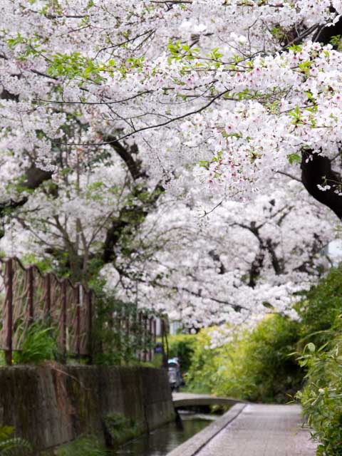 【武蔵小杉の桜(定点観測2017)】2017年4月10日、今日の午前中、近所を回ってみる…早くも散り始めてて葉っぱも多く見えるように…明日の天気でもっと落ちちゃうかもしれませぬ〜ヽ(^.^;)丿