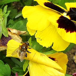 ミツバチ活動中、この直前まで花の蜜を吸ってたのが動いてしまい…で、これを撮った直後にこっちに向かってきてしまったので退避ヽ(^.^;)丿