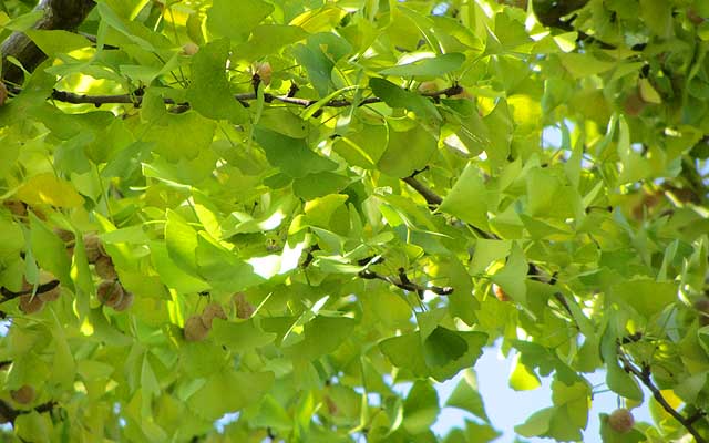 この間背景で使った銀杏…まだ葉っぱは緑～ヽ(^.^;)丿