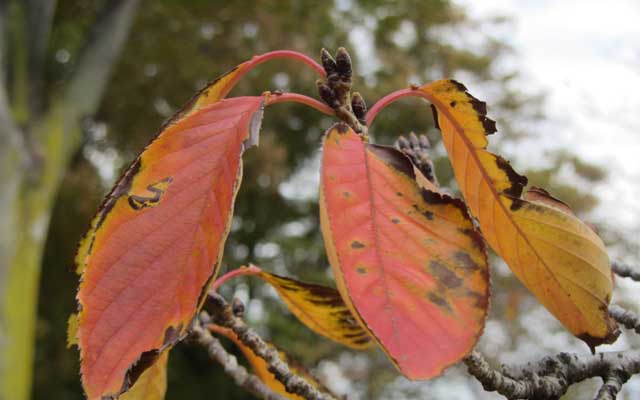 【武蔵小杉の桜(定点観測2018)】2017年10月31日、まだ観察対象決めてないけど、もう既に来春の準備は始まっているのであるヽ(^.^;)丿