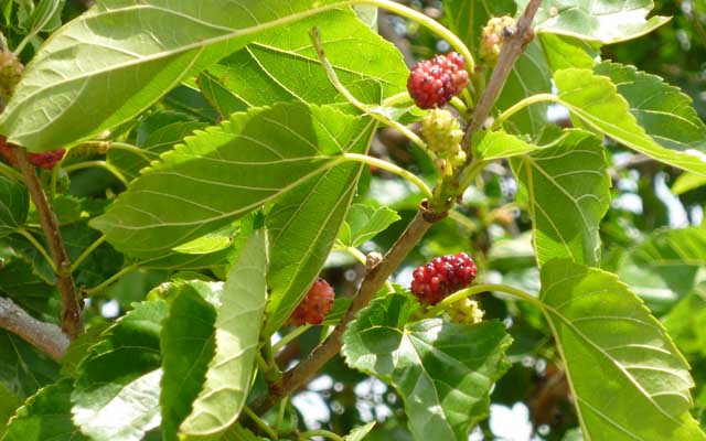 【多摩川川縁散歩】2018年5月21日 く…食えるのか?ヽ(^.^;)丿いや、何だか判らんし…ヽ(^.^;)丿