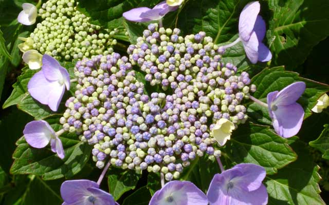 【多摩川川縁散歩】2018年5月21日 紫陽花はまだ早かったかなーヽ(^.^;)丿でも場所によるみたいですが…つか、こーやって周りから咲いていくんすかね?(^_^;)最後内側は詰まっちゃったりせんのか?ヽ(^.^;)丿