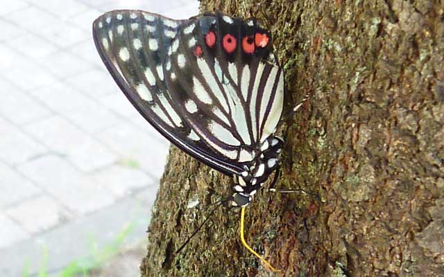 ここまで近づいても逃げないって、どゆことーヽ(^.^;)丿