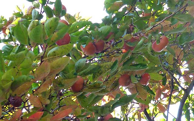 近くにあった柿の木…熟しちゃって地面にも落ちちゃってて勿体ないヽ(^.^;)丿