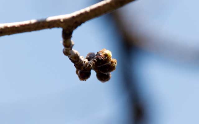 【武蔵小杉の桜(定点観測2019)】観察対象と同じ木の別の枝…こっちは先っぽ結構膨らんでる感じ…同じ木でも全然違いますなーヽ(^.^;)丿別の枝ではあるのですが、実は幹から出てる同じ枝でそこから分かれた別の枝なんですが…(^_^;)