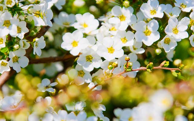 道端にはこんな感じに小さいお花も…ふと見ると何か白いモノも飛んでて、風のせいかな〜…と、思ったら蝶々っぽく…ヽ(^.^;)丿しかし、撮影は出来ずヽ(^.^;)丿本当に蝶々だったんかの?(^_^;)