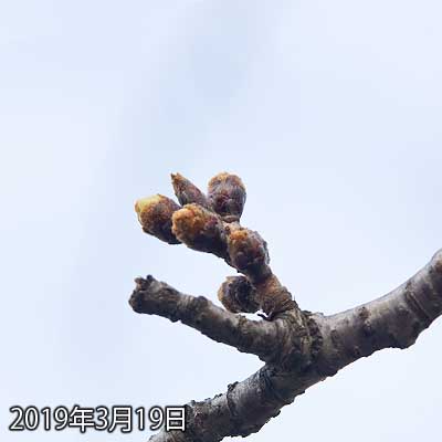 【武蔵小杉の桜(定点観測2019)】昨日の今日だし…が、暖かいからもしかしたら…って思いつつ見に行ったら左の蕾の膨らみ具合が変わっていたヽ(^.^;)丿あと手前も正面からで判り難いですが、やはり先っぽ白く出ているよーだヽ(^.^;)丿