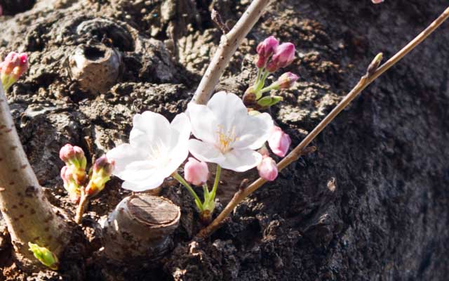 【武蔵小杉の桜(定点観測2019)】いつも観察してる周辺からはちょっと離れたトコ、木の陰、見難いトコにポツっと咲いておりましたヽ(^.^;)丿他は発見出来なかったので、これが今年の初開花確認ですなヽ(^.^;)丿