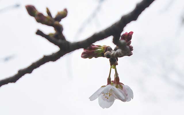 【武蔵小杉の桜(定点観測2019)】昨日言ってたちょっと手前の枝は咲いちゃいましたぜヽ(^.^;)丿なんてコトだーっ!ヽ(^.^;)丿