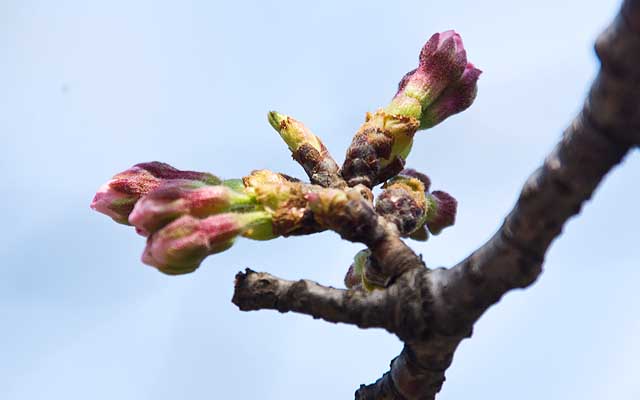 【武蔵小杉の桜(定点観測2019)】観察対象を横から見たの巻、いつもの写真は正面なので判り難いですが、横から見るとこんな感じに伸びているのでしたーヽ(^.^;)丿