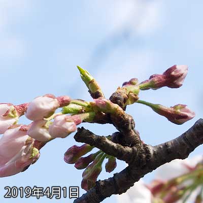 【武蔵小杉の桜(定点観測2019)】なんと、今日もお預けですかーっ!?明日ですかーっ!?ヽ(^.^;)丿あ、でも明日通院帰りに丁度いいかも?ヽ(^.^;)丿