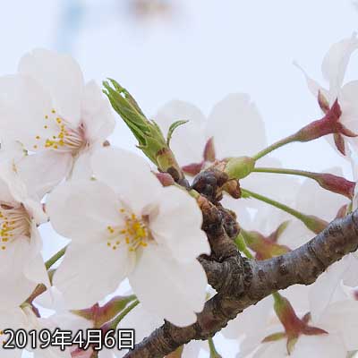 【武蔵小杉の桜(定点観測2019)】出かけ前にちょっと余裕があったのでとりあえず…(^_^;)隠れちゃってますが、昨日まだ咲いてなかった一部が開きかけになっています(^_^;)1輪だけまだ先っぽいですが、それを除くとその他は明日で全開花…になりそうな…(^_^;)目指せるかっ!?w