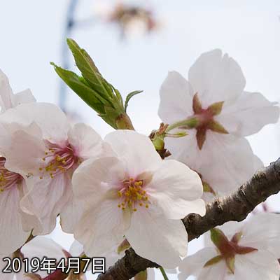 【武蔵小杉の桜(定点観測2019)】まだ咲いてないのが残ってますが、最初に咲いてからの時間も経ってるため、早いモノは花びらのハリが無くなってきてたり、あるいは落ちちゃってるなど…全部が揃うよーにはなりませんでしたな(^_^;)早ければ今週中旬には葉っぱが見えてくるコトでしょう…って、真ん中の葉っぱ部分が結構伸びてたりもする…(^_^;)