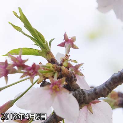 【武蔵小杉の桜(定点観測2019)】1日で相当落ちてしまいましたヽ(^.^;)丿地面にも白い点々がいっぱい…今年の桜も終りですかなーヽ(^.^;)丿