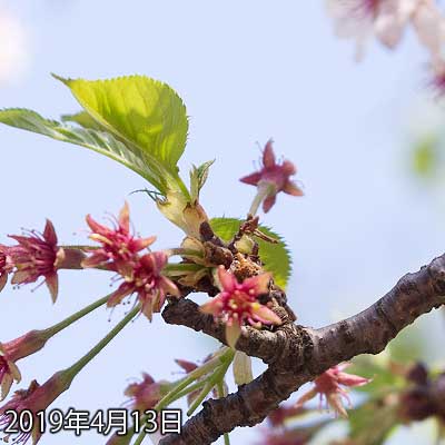 【武蔵小杉の桜(定点観測2019)】昨日からの変化は無いですな、まだ2輪残ってます…(^_^;)が、明日お出かけ予定で、多分撮れないってのがありまして…(^_^;)明後日にはこの2輪も花びら落ちてるんだろうなーヽ(^.^;)丿いよいよ終りかのーヽ(^.^;)丿