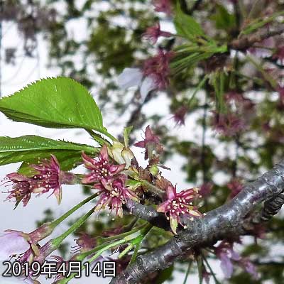 【武蔵小杉の桜(定点観測2019)】明るい内に戻れるか判らなかったので…で、もうすぐ16時って頃合いだし、曇ってるし、コンデジしか持って無いし…(^_^;)フラッシュ使ってこんなコトにヽ(^.^;)丿まだ花びらギリギリくっ付いておりましたヽ(^.^;)丿意外にしぶといヽ(^.^;)丿