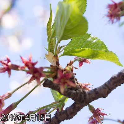 【武蔵小杉の桜(定点観測2019)】昨日帰ってくる途中に撮った際は、まだ花びら残ってたのですが、今日とうとう花びらが1枚だけに…って、この1枚がなかなか落ちないのねぇ…余程頑丈にくっ付いてると見られる…(^_^;)さぁ、明日はどうかな?ヽ(^.^;)丿