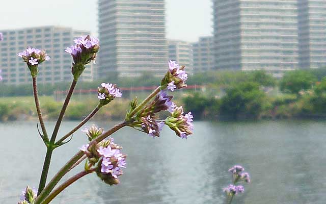 小さいお花はあちこちに、蝶々も結構な数が舞っております(^_^;)撮るの難しいけどw