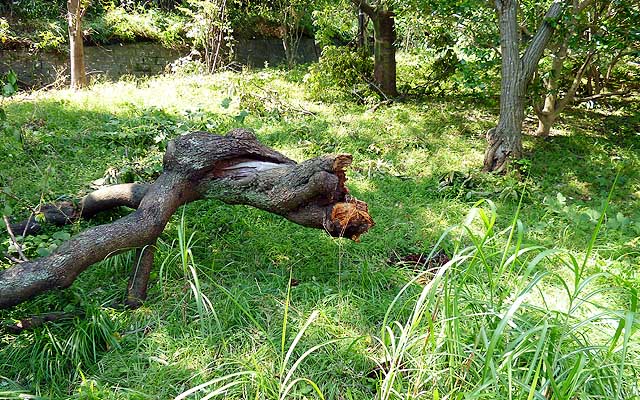 もしかしたら〜…と、思ってたら、やはり倒れてる木がありました…(^_^;)