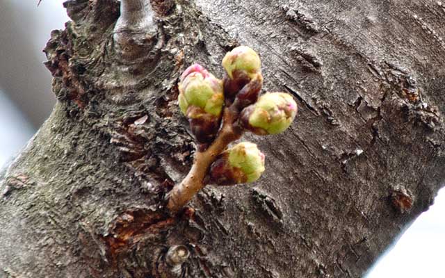 【武蔵小杉の桜(定点観測2020)】観察対象からはちょっと離れた木…この木、去年の早々育ってたのと同じ木のハズだな…(^_^;)こいつだけなんか周りより早いのよねーヽ(^.^;)丿