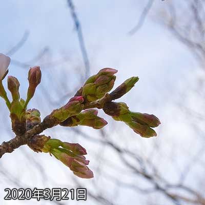 【武蔵小杉の桜(定点観測2020)】切れちゃいましたが…本当は位置合わせし直しても良かったんですが…(^_^;)えーと、観察対象が咲いてしまったよーですヽ(^.^;)丿全部は無いせよ、明日で半分は咲きそうな勢いですヽ(^.^;)丿周囲の他の木々も加速していますヽ(^.^;)丿