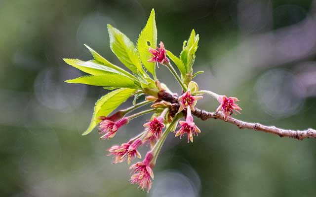 【武蔵小杉の桜(定点観測2020)】同じ木の別の枝ですが…このようにお花が落ちちゃって葉っぱが目立つようになってるのも出てきております…(^_^;)