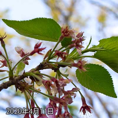 【武蔵小杉の桜(定点観測2020)】しおしお進行中…(^_^;)気持ち葉っぱが伸びてる印象が有ります、いよいよ終わりかのー…だから今日の週末布団楽描きがこーなった訳でもあるが…(^_^;) 