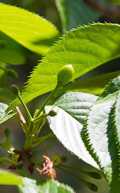 【武蔵小杉の桜(定点観測2020)】先っぽの丸いのが大きくなって、こんな風になるのかな?(^_^;) 